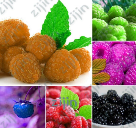 Raspberry plants Mixed Colors Super Big Raspberry Fruit