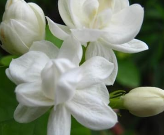 Real Murraya Paniculata White Orange Jasmine Flower Seeds (Color: 3)
