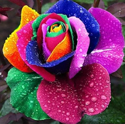 Rare Rose Seed Planting Flower Beautiful Rose (Color: Multi-Colored)