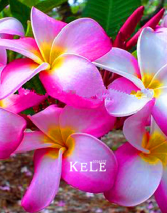 Japanese style Plumeria plant potted Seed home garden - (Color: 5)