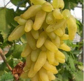 Grapes Fruit Seeds Dwarf Tree Home Garden - (Color: Yellow)