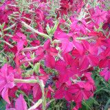 Flowering Tobacco Seeds, Nicotiana alata
