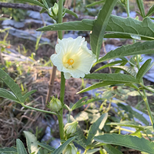 White Roselle Seeds, Hibiscus sabdariffa