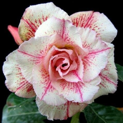 Real Adenium Obesum Bonsai Desert Rose Flower Plant Semillas Very Easy to Grow - (Color: 17)