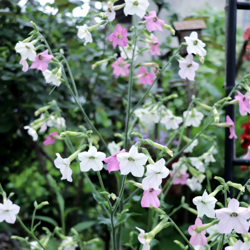 Flowering Tobacco Seeds, Nicotiana alata