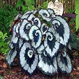 Rare Exotic Coleus Seed Flowers Potted Garden Courtyard Balcony Begonia Flower Plants