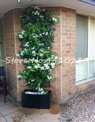 Climbing Jasmine Seed Flower White Jasmine Amazing Smell Fragrant
