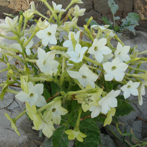 Flowering Tobacco Seeds, Nicotiana alata