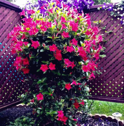 Mandevilla Sanderi Garden,Dipladenia sanderi Plantas,Seed Flower Plant for Indoor Outdoor and Courtyard - (Color: 3)