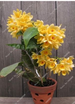 Dendrobium Orchids Seed Tree Very Easy Grow Home & Garden Building Flower - (Color: 3)