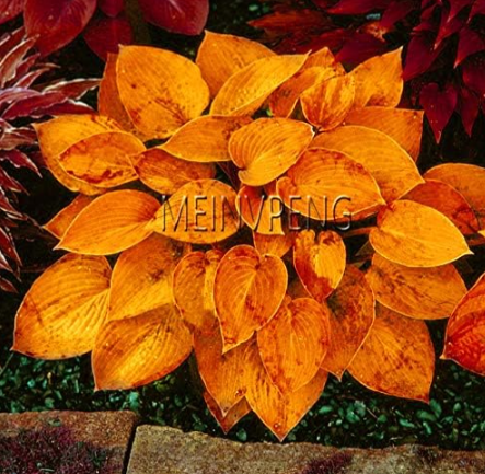 Hosta Seed Perennials Beautiful Lily Flower #1W8T65 - (Color: 10)