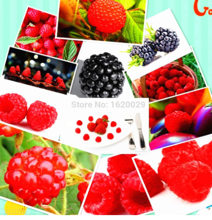 Raspberry Seed Strawberry Seed Mixed
