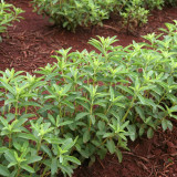 Stevia rebaudiana Seeds | Non-GMO Natural Sweet Herb | Sugar Substitute Plant | Organic Sweetleaf Seeds for Home Garden, Pot, Balcony, Backyard Growing