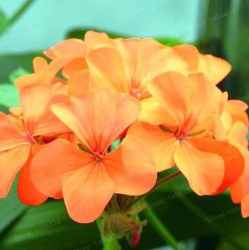 Geranium Flower Seeds Bonsai Beautiful Flower Plants for Home Garden - (Color: Orange)