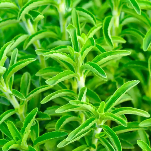 Stevia rebaudiana Seeds | Non-GMO Natural Sweet Herb | Sugar Substitute Plant | Organic Sweetleaf Seeds for Home Garden, Pot, Balcony, Backyard Growing