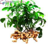 Red Peanut Planting Arachis Hypogaea Seed Organic Rare Heirloom