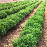 Stevia rebaudiana Seeds | Non-GMO Natural Sweet Herb | Sugar Substitute Plant | Organic Sweetleaf Seeds for Home Garden, Pot, Balcony, Backyard Growing