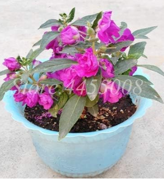 Impatiens Flower Seeds Double Balsam Indoor & Outdoor Potted Plant for Home & Garden - (Color: 3)