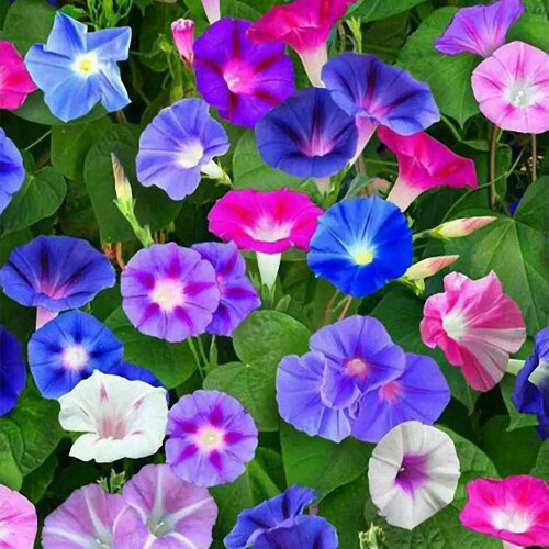 Mixed Color Morning Glory Seeds