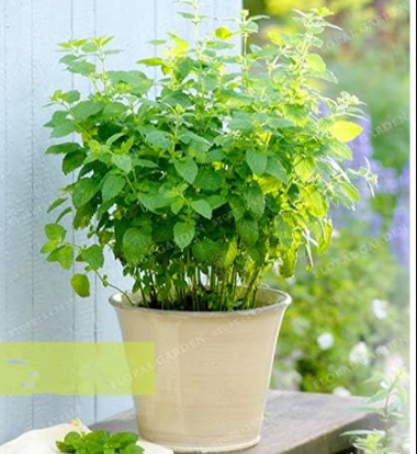 Lemon Balm Herb Seed Edible Catnip Vegetable for Home Garden Easy Grow