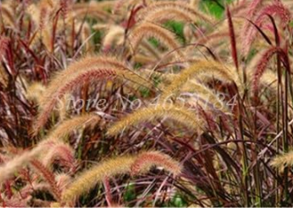 Imported Pennisetum Plant Half-Hardy Perennial Outdoor Fountain Grass (Color: 5)