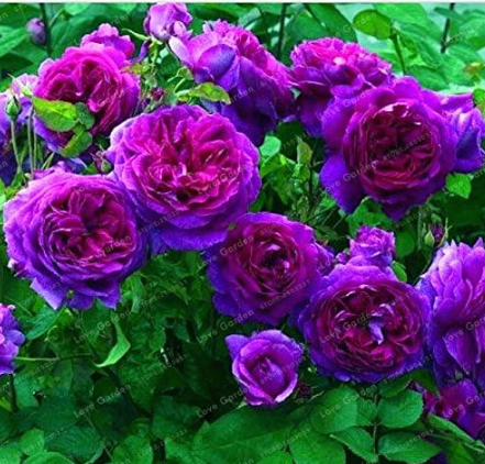 Climbing Plant Perennial Rose plant Home Garden Courtyard Pot Flower (Color: 7)