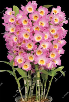 Dendrobium Orchids Seed Tree Home & Garden Building Flower for Sale - (Color: 8)