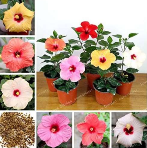 Hibiscus Flower Seed 'Chinese Rose' Mix Colors for Home Garden - (Color: 2)