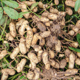 Black Peanut Seeds