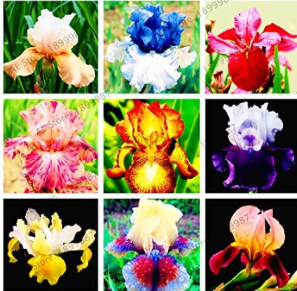 Iris Perennial Seed, Butterfly iris Flower Easy to Grow - (Color: Mix)