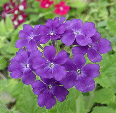 Lantana Camara Seeds Rare Perennial Gorgeous Flower - (Color: 3)