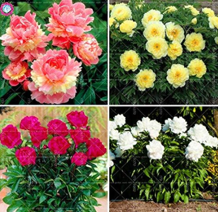 'Walter Mains' Tree Peony Seeds (Color: Mix)