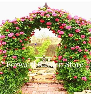 Climbing Rose Seeds Garden Perennial Exotic Seed (Color: 20)