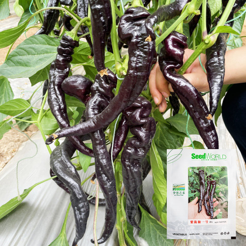 Zilongjiao No.1 Chili Seeds