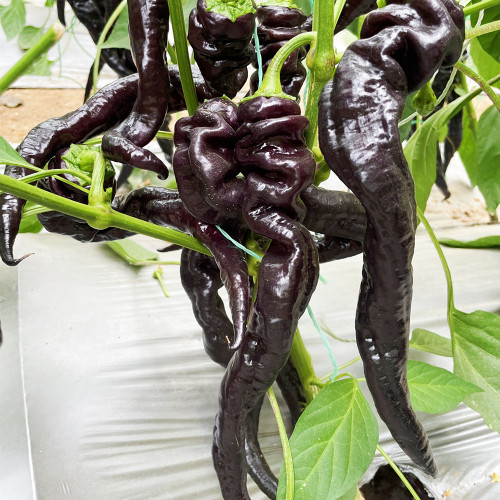 Zilongjiao No.1 Chili Seeds