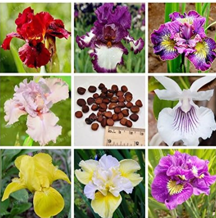 Rare Iris Seed Iris Tectorum Perennial Flower (Color: Mix)
