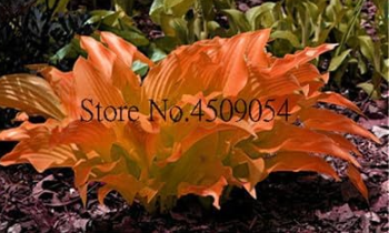 Hosta fragrant plantain lily Seed (Color: 12)