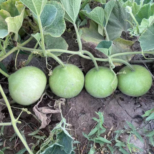 Apple-shaped Gourd Seeds