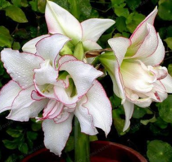 Amaryllis Bulbs (Color: 11)