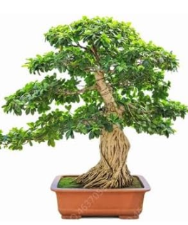Bodhi Tree Religiosa Potted Garden Moraceae Perennial Seeds (Color: 9)