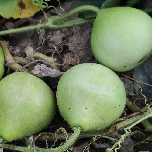 Apple-shaped Gourd Seeds