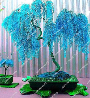 Rare Blue Willow Seed Chinese Perennial Flower Indoor Plants