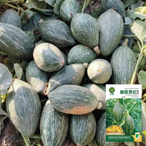 Jingyan Olive-shaped Pumpkin Seeds
