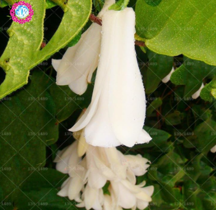 Rare Chilean Bellflower Campanula Chile Plants Seed (Color: 7)