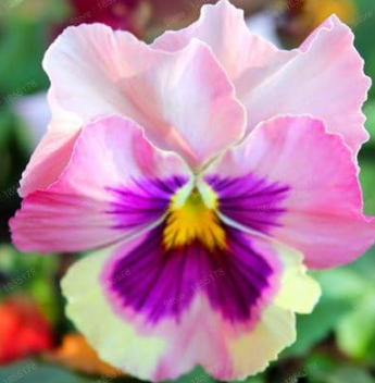 Mexican Pansy Flores Wavy Viola Tricolor Flower Seeds (Color: Multi-Colored)
