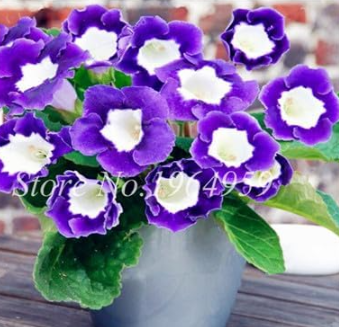 Gloxinia Seeds Perennial Flowering Sinningia Speciosa (Color: 12)