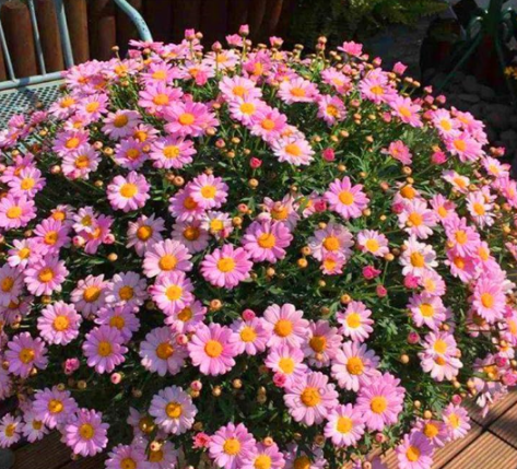 Ground-Cover Chrysanthemum Flores Perennial Seed (Color: 3)