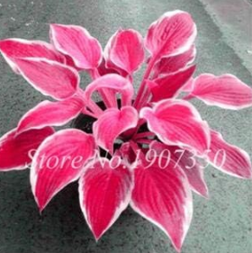 Hosta Seeds Perennials Plantain Lily Flower