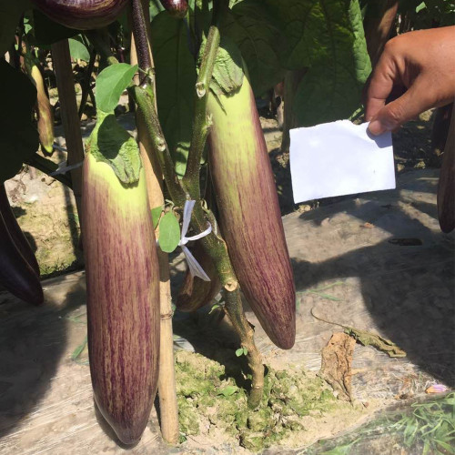 Yu Bamboo-Silk Eggplant No.881 Seeds