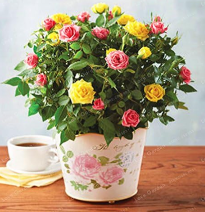 Mini Rose Seed Home Garden Bright and Beautiful Potted Flowers (Color: 2)